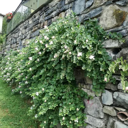 Balcone Dei Limoni *